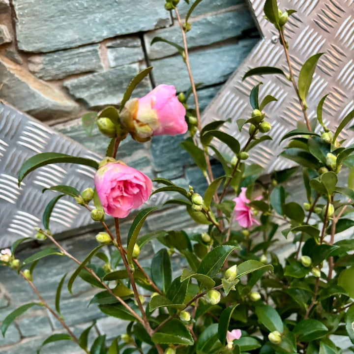 40 cm Ceramic pot with Camellia