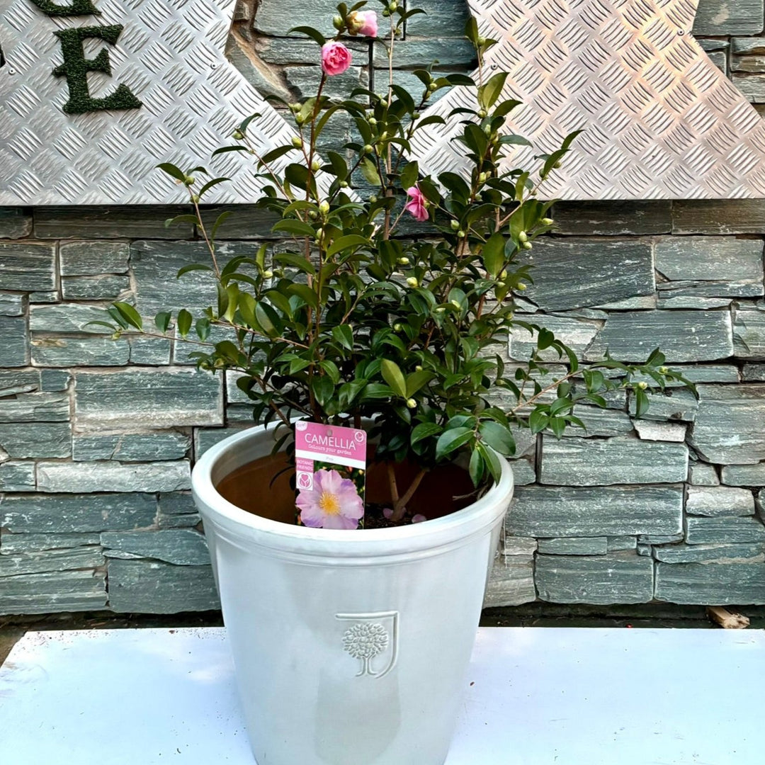 40 cm Ceramic pot with Camellia