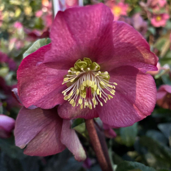 22 cm Square Pot with Helleborus