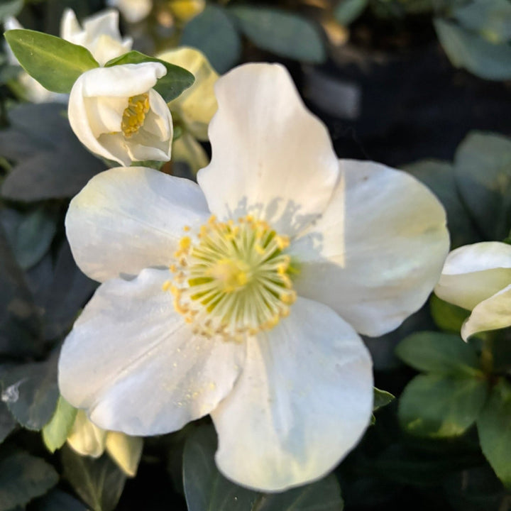 22 cm Square Pot with Helleborus