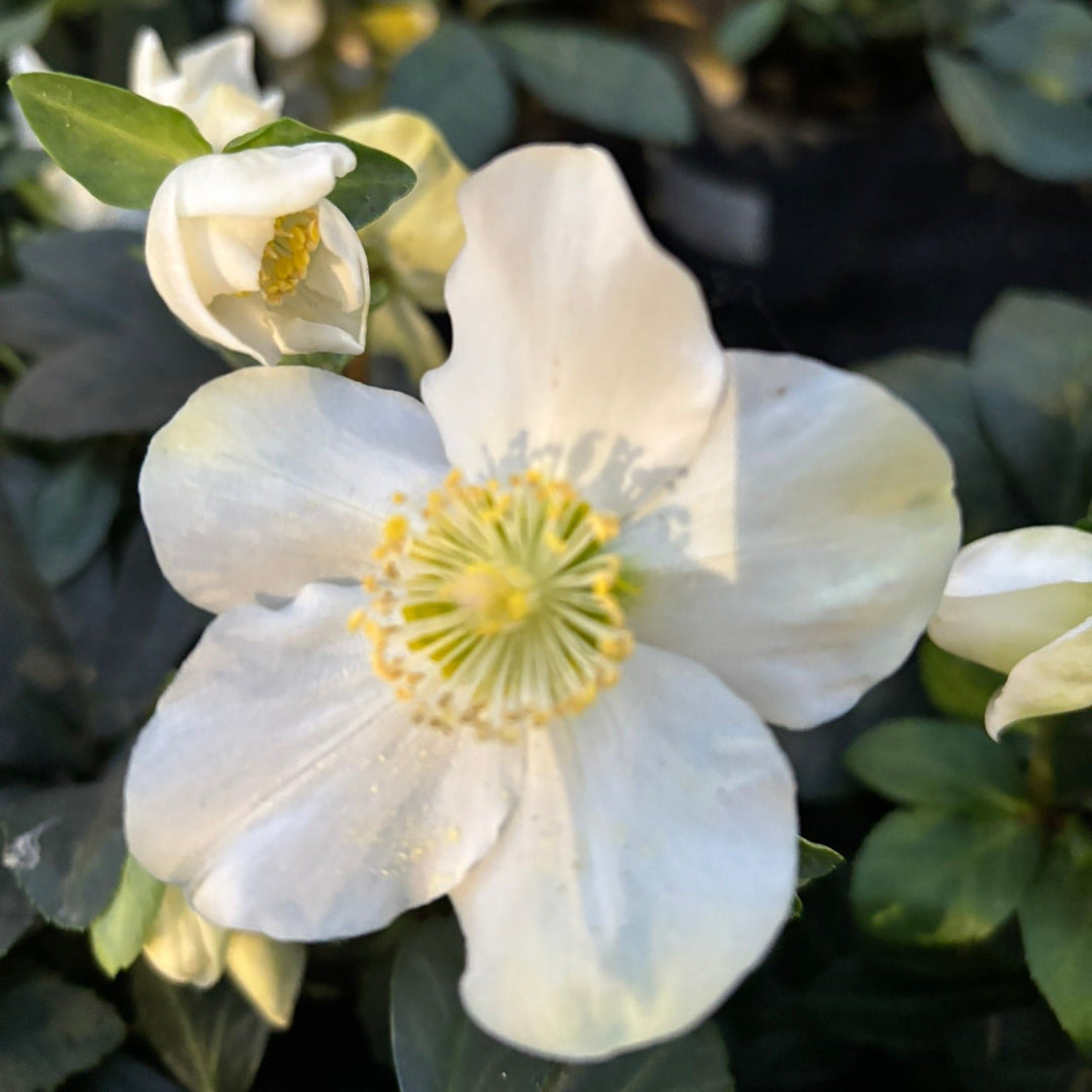 24 cm Cylinder Pot with Helleborus