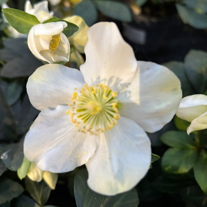 26 cm Ceramic pot with Helleborus