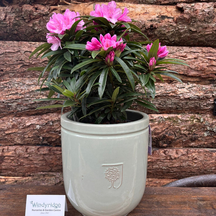 Potted Rhododendron in a 24 cm pot