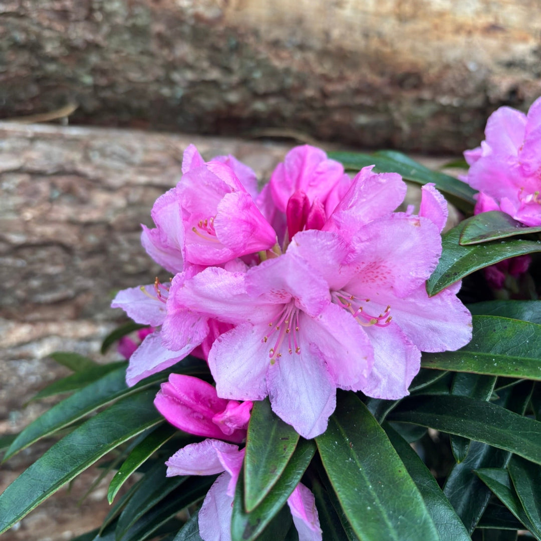 Potted Rhododendron in a 24 cm pot