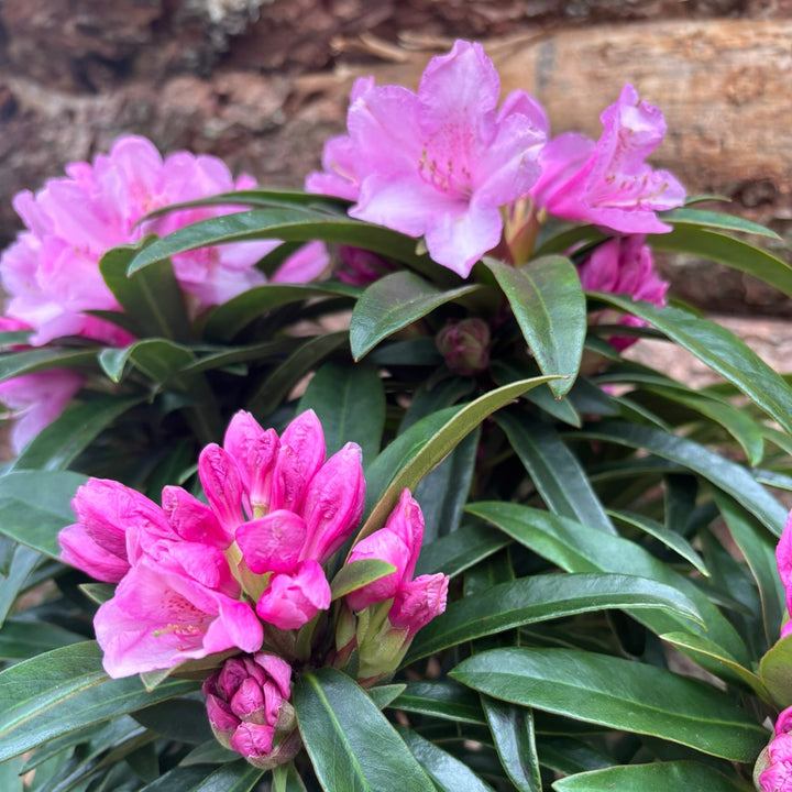 Potted Rhododendron in a 24 cm pot