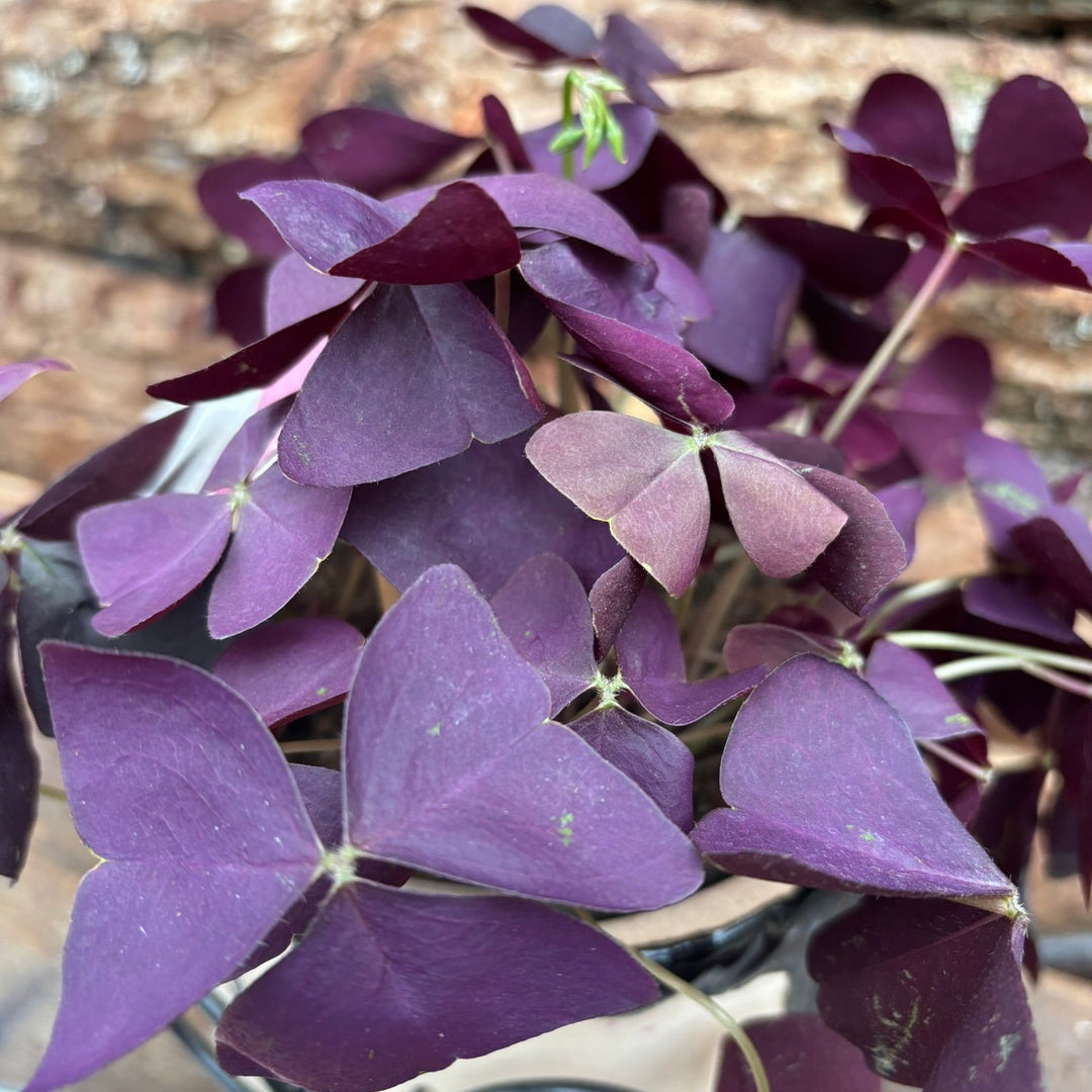 Oxalis in Aunt pot 15cm