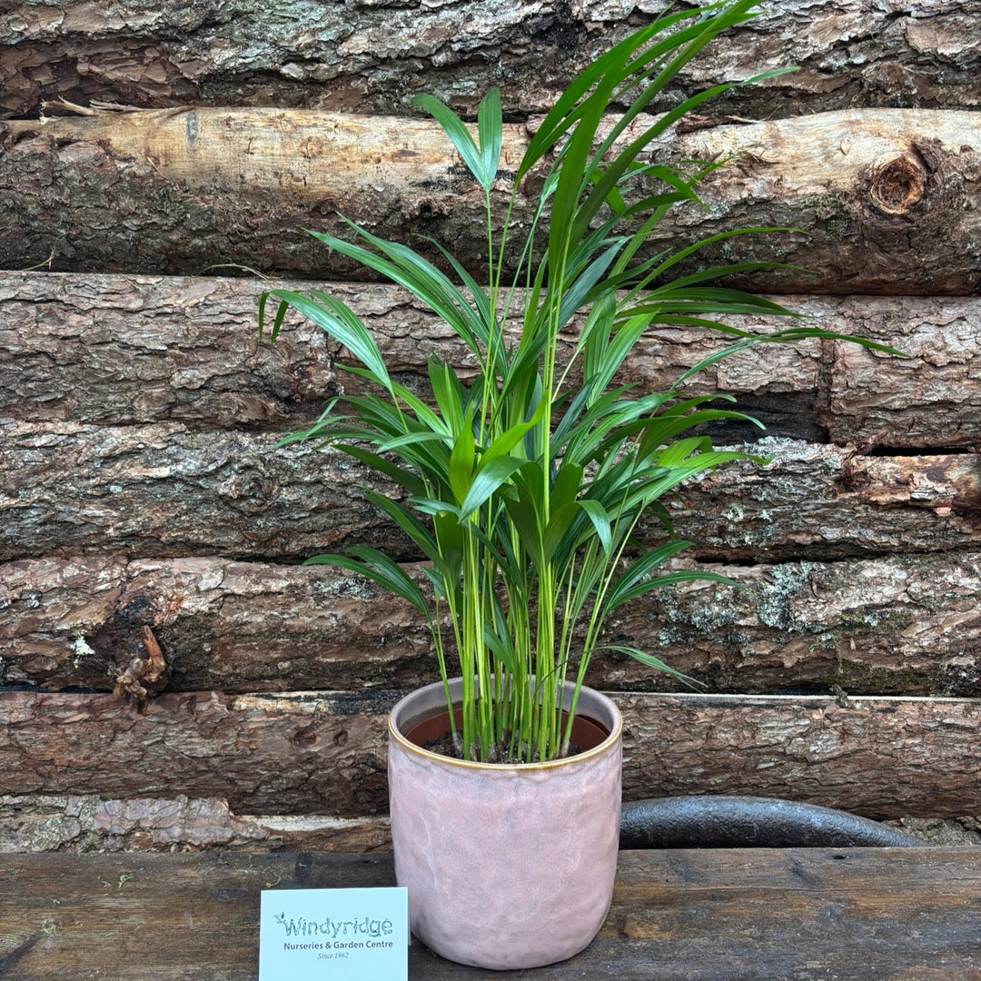 Indoor Palm in a 18cm pot