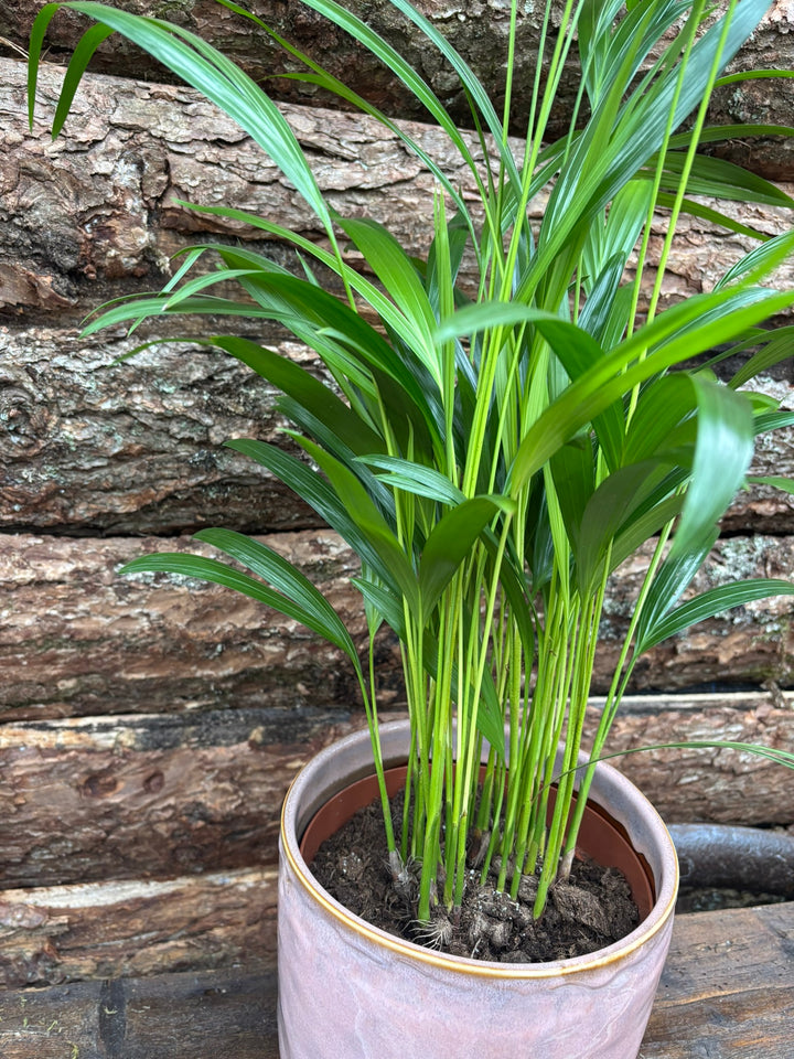 Indoor Palm in a 18cm pot