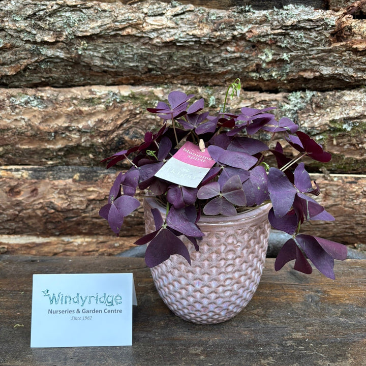 Oxalis with a 14 cm pot