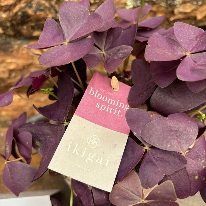 Oxalis with a 14 cm pot