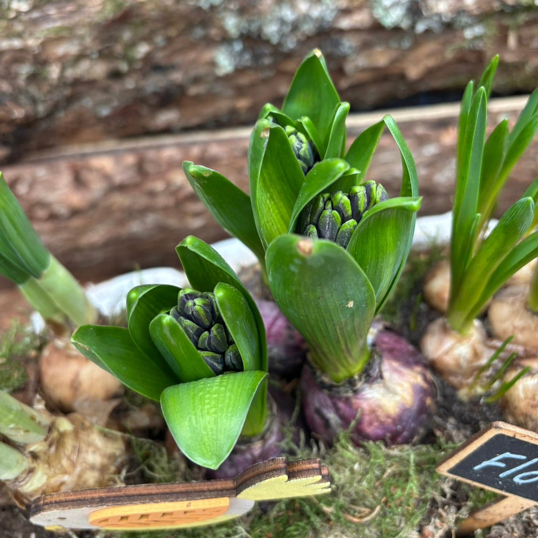 Arrangement Bloembollenmix in wood boot