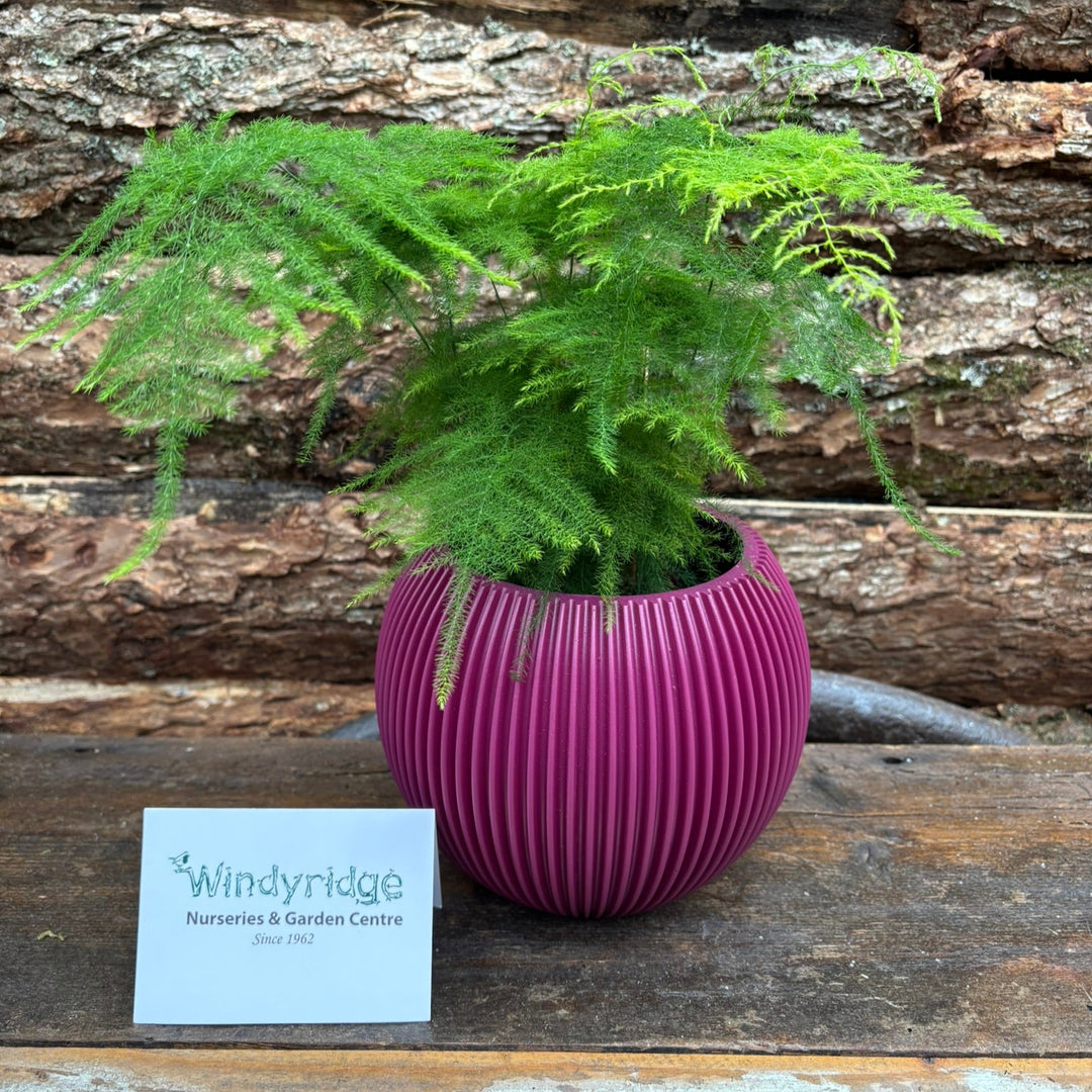 Asparagus fern with an 18cm pot