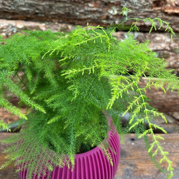 Asparagus fern with an 18cm pot