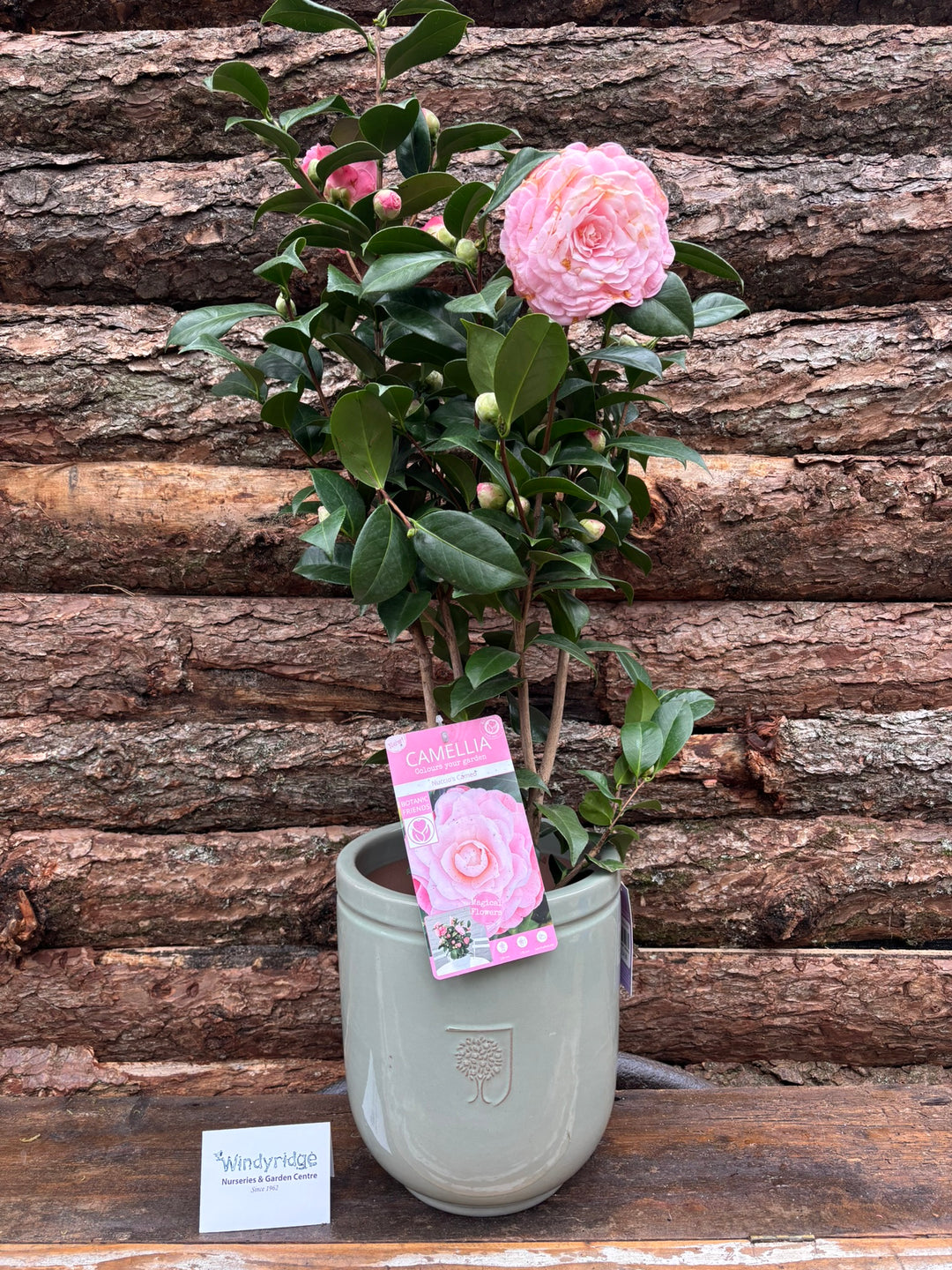 Potted Camellia in a 24 cm pot