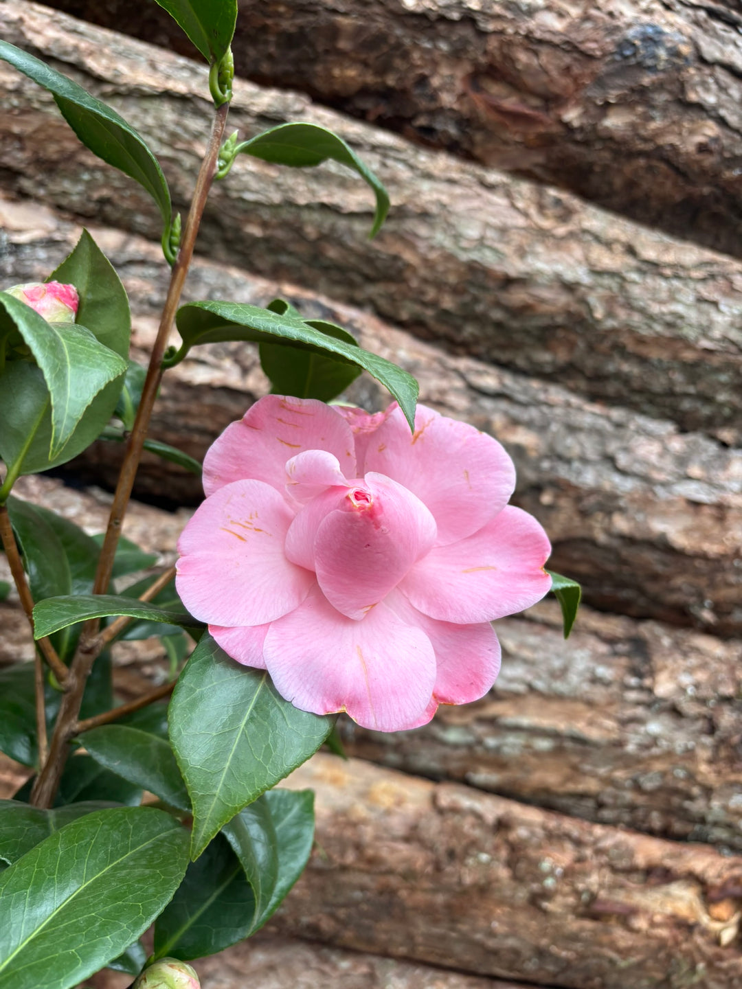 Potted Camellia in a 24 cm pot