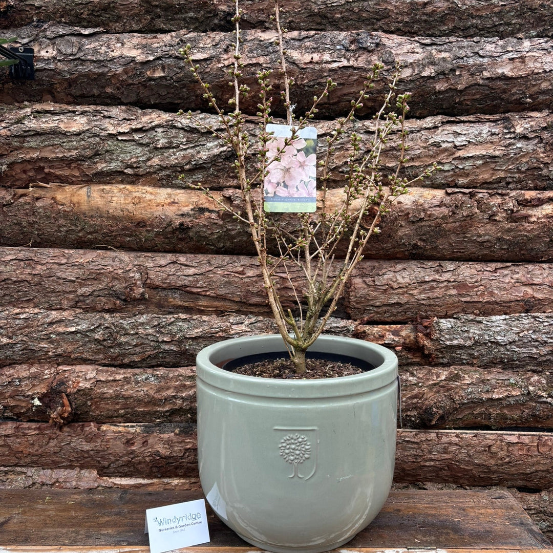 Potted Flowering Cherry in a 44 cm pot