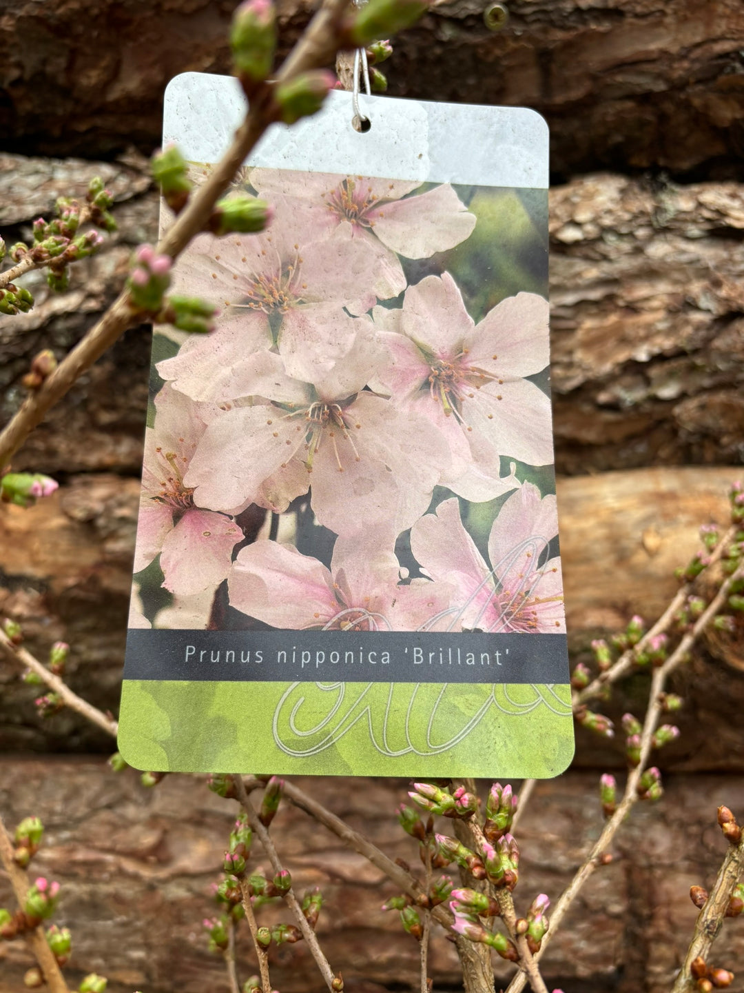 Potted Flowering Cherry in a 44 cm pot