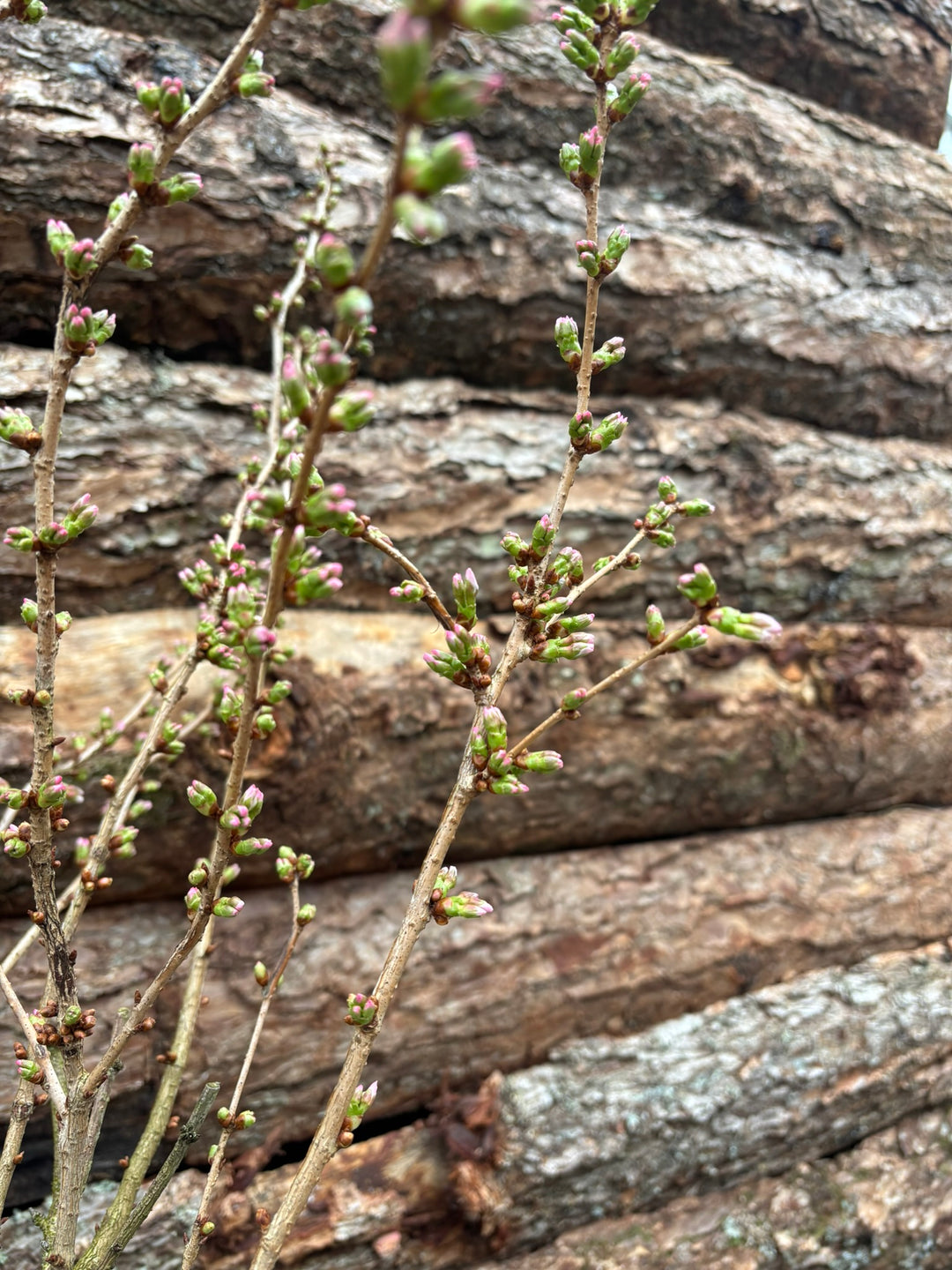 Potted Flowering Cherry in a 44 cm pot