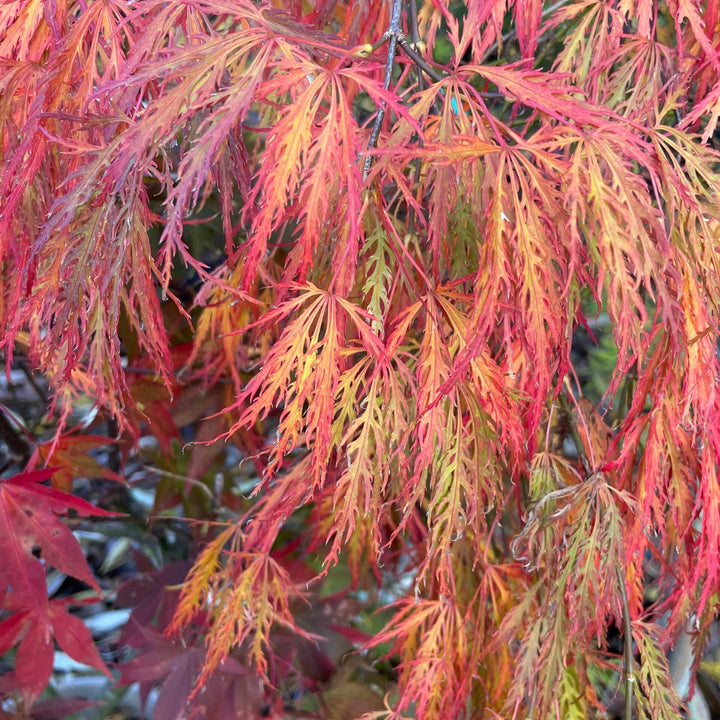 Acer palmatum Ornatum  80-100 CM C12