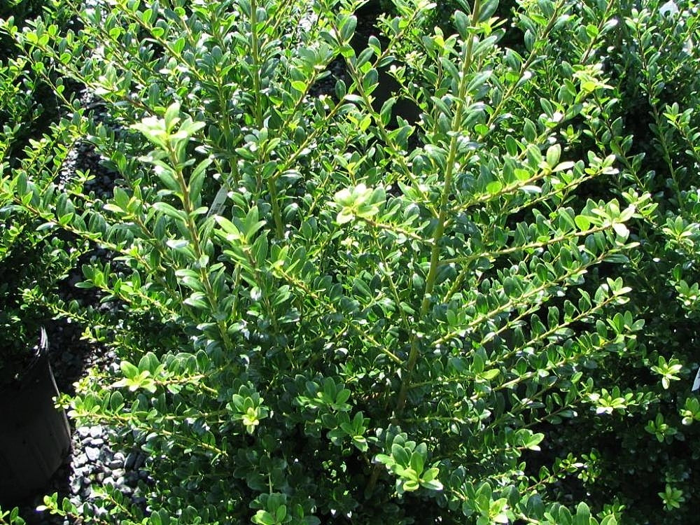 Ilex cren. Dark Green