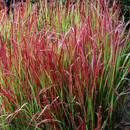 Japanese Blood Grass (Imperata cylindrica Red Baron)