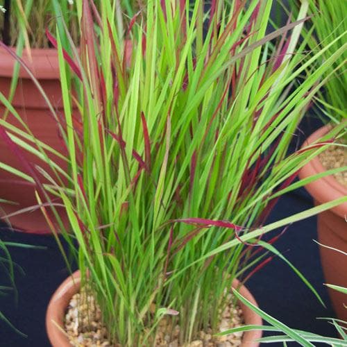 Japanese Blood Grass (Imperata cylindrica Red Baron)