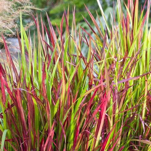 Imperata cylindrica Red Baron  P19