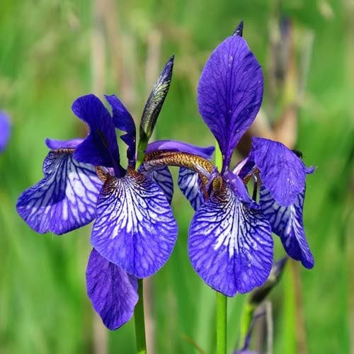 Iris sibirica Ego