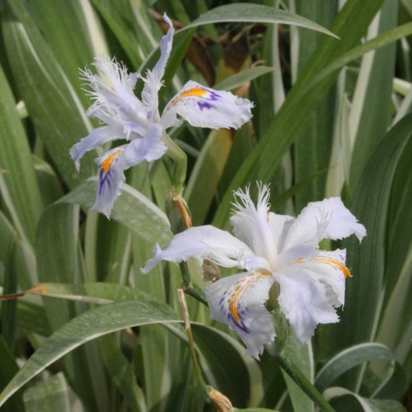 Iris germanica Gentius