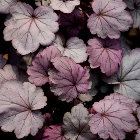 Heuchera Sugar Plum