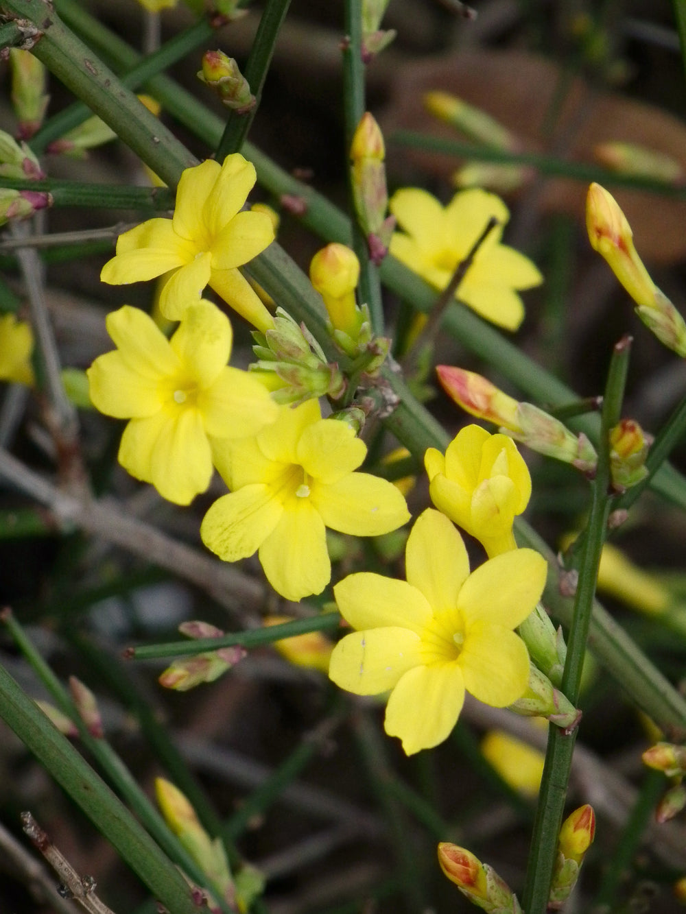 Jasminum-nudiflorum-Flower-1