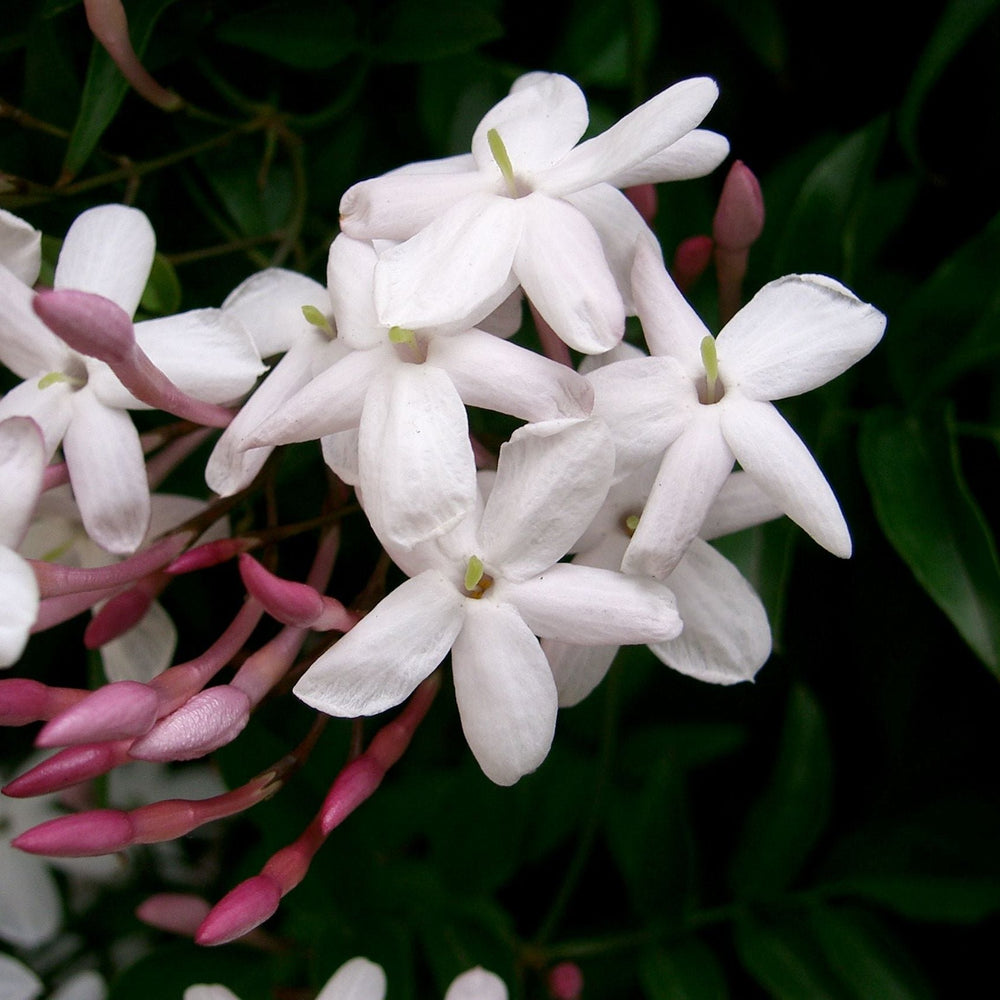 JASMINUM-POLYANTHUS-Flower-1