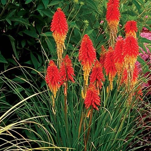 Kniphofia Papaya Popsicle