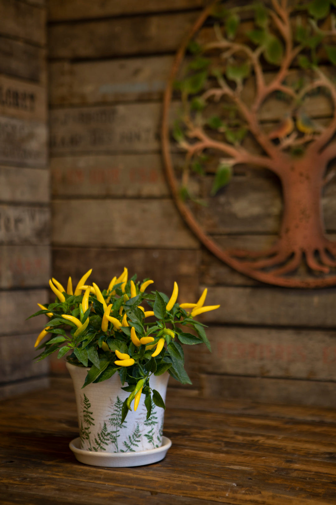 Pot with Tray Fern