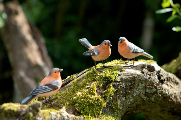 Chaffinch