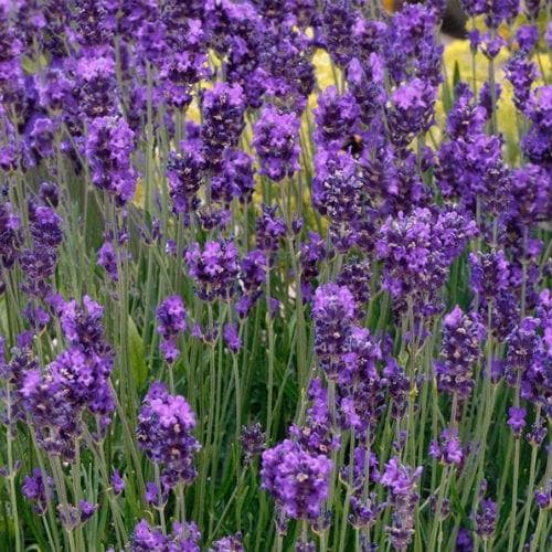 English Lavander Lavandula Angustifolia Essence Purple (2Ltr Pot)