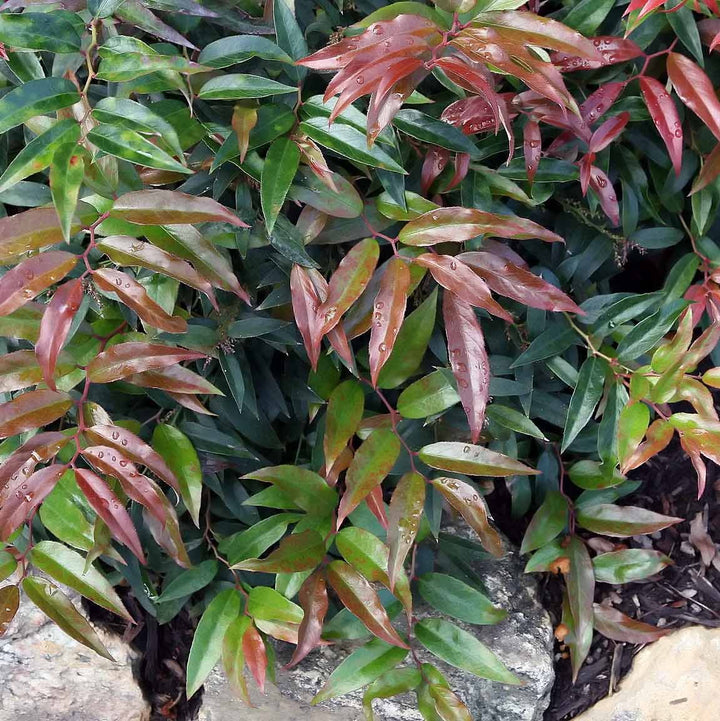 Leucothoe keiskei Royal Ruby