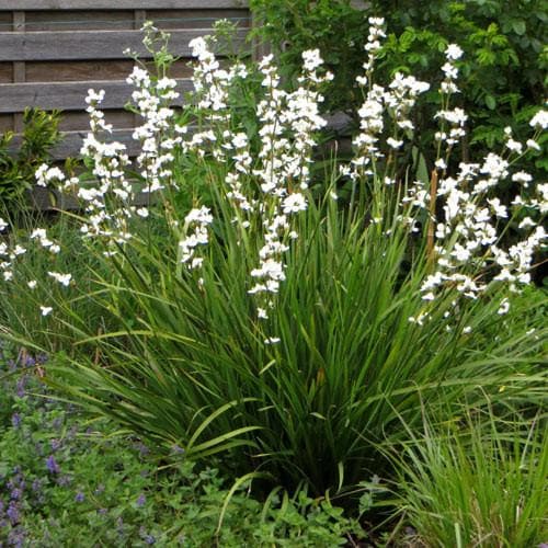 Libertia grandiflora