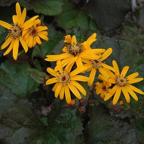 Ligularia dentata Pandora