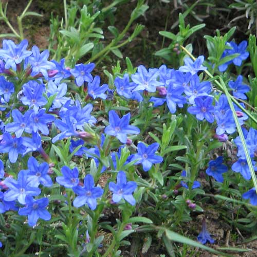 Lithodora Heavenly Blue