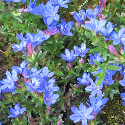 LITHODORA D. HEAVENLY BLUE