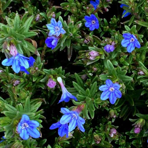 LITHODORA D. HEAVENLY BLUE