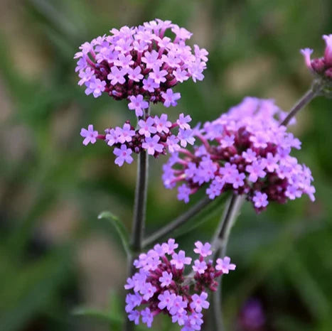 Verbena bonariensis Lollipop