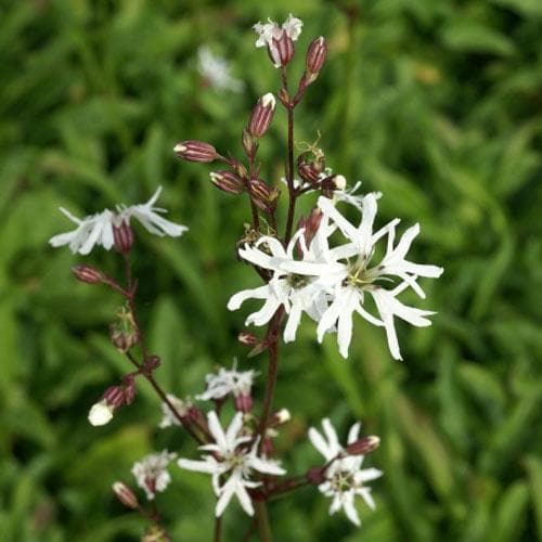 Lychnis flos-cuculi White Robin