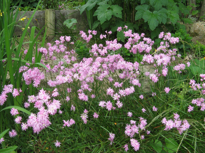 LYCHNIS Jenny