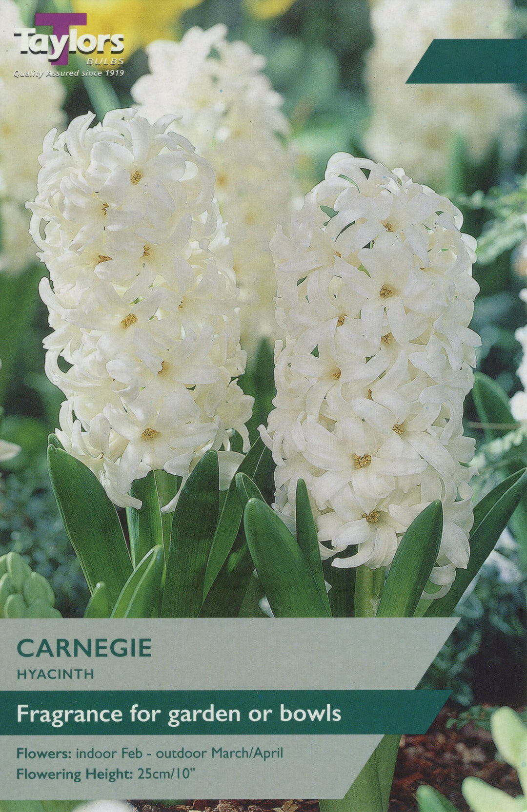 GARDEN HYACINTH CARNEGIE