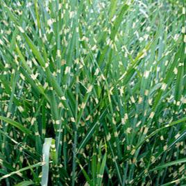 Miscanthus sin. Strictus