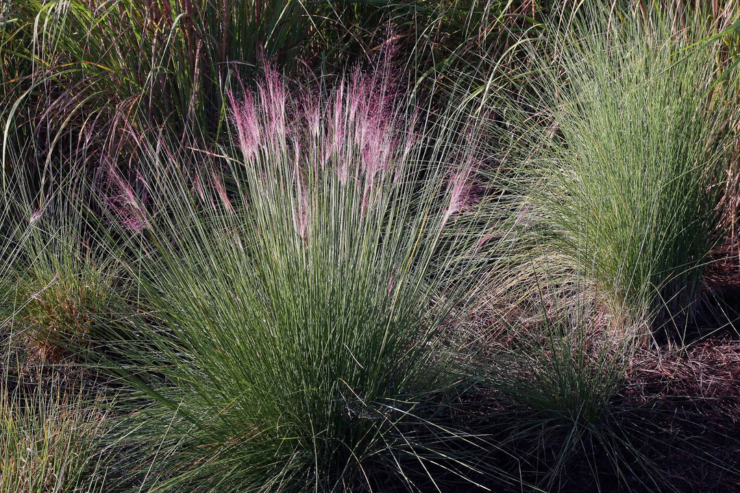 Purple Moor Grass Molinia Caerulea Heidebraut  (2Ltr Pot)