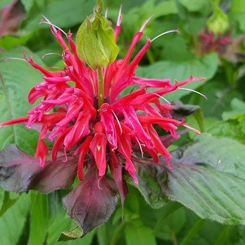 Monarda didyma Cambridge Scarlet