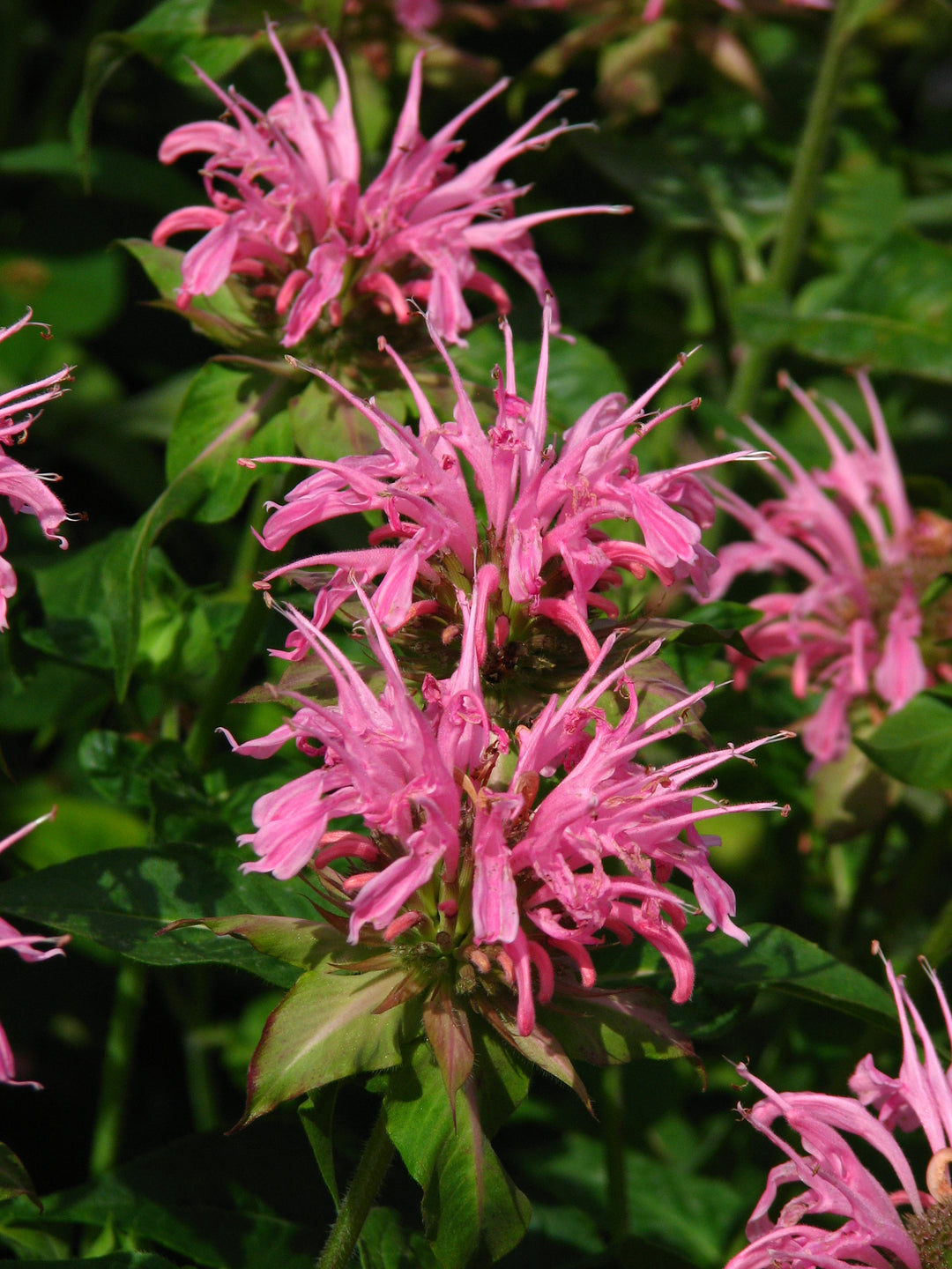 Monarda Croftway Pink